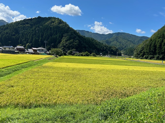 【間もなく新米の季節です】